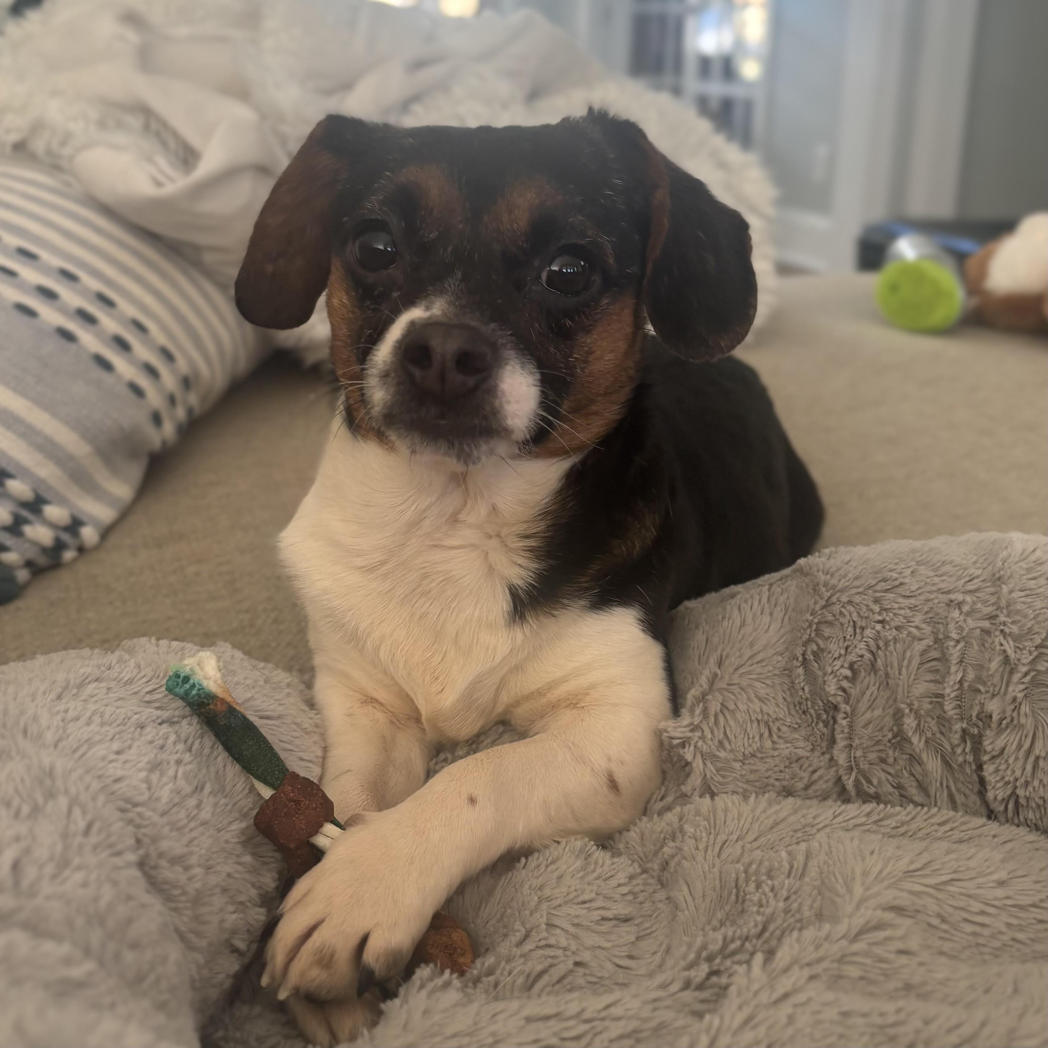 Lion — thumbnail 5