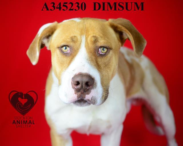 Enlarge DIMSUM, a Adoptable mixed breed in Stockton, CA image 1/1