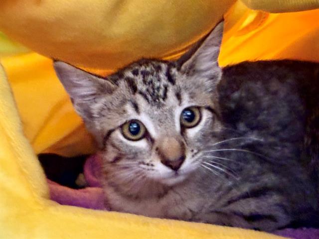 Enlarge GEORGIE, a Adoptable Domestic Short Hair in Santa Rosa, CA image 1/1