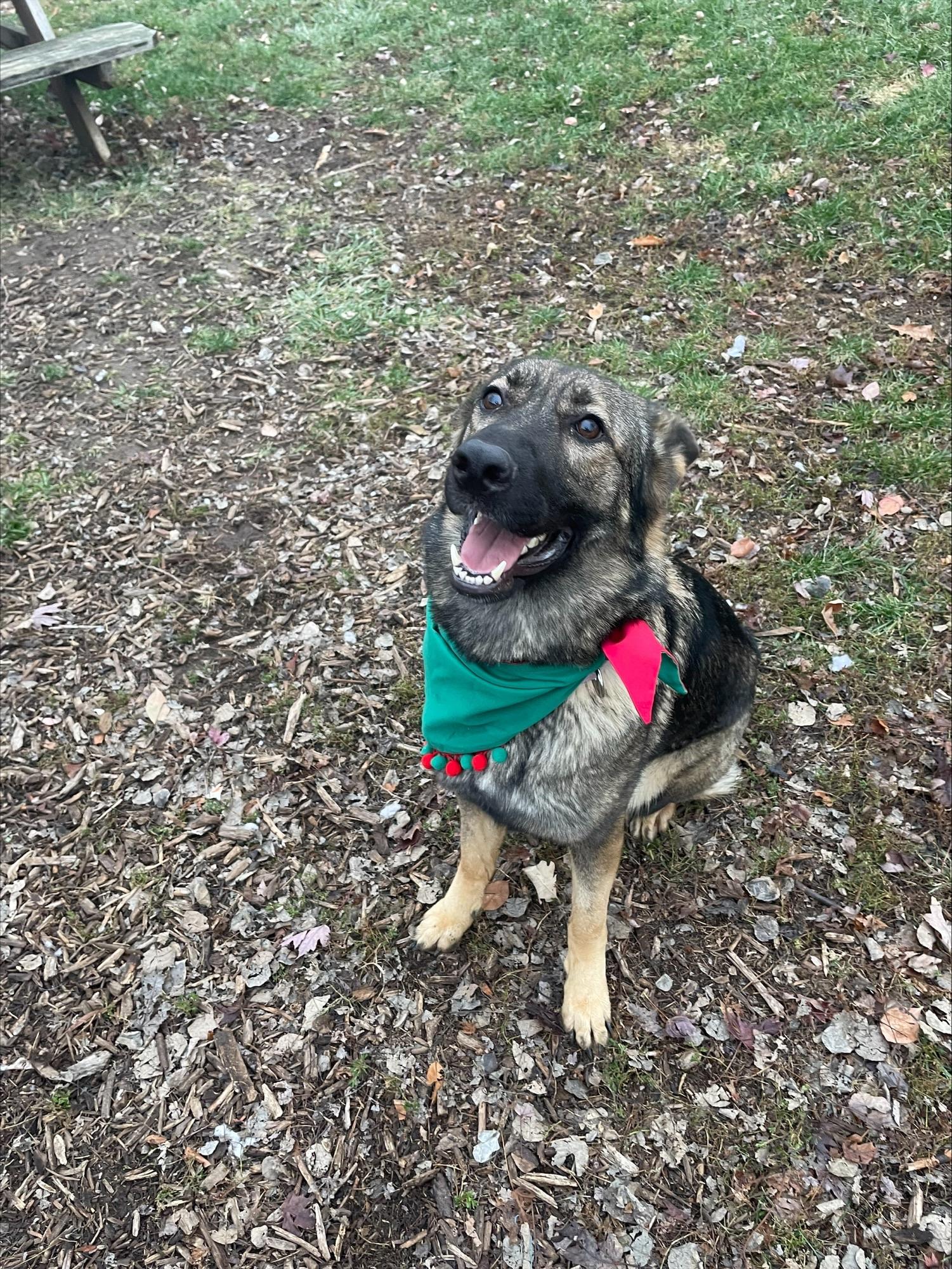 Enid, Adoptable, Adult Female German Shepherd Dog.