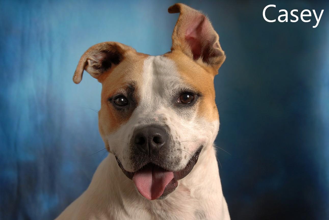 Casey, Adoptable, Adult Male Pit Bull Terrier.