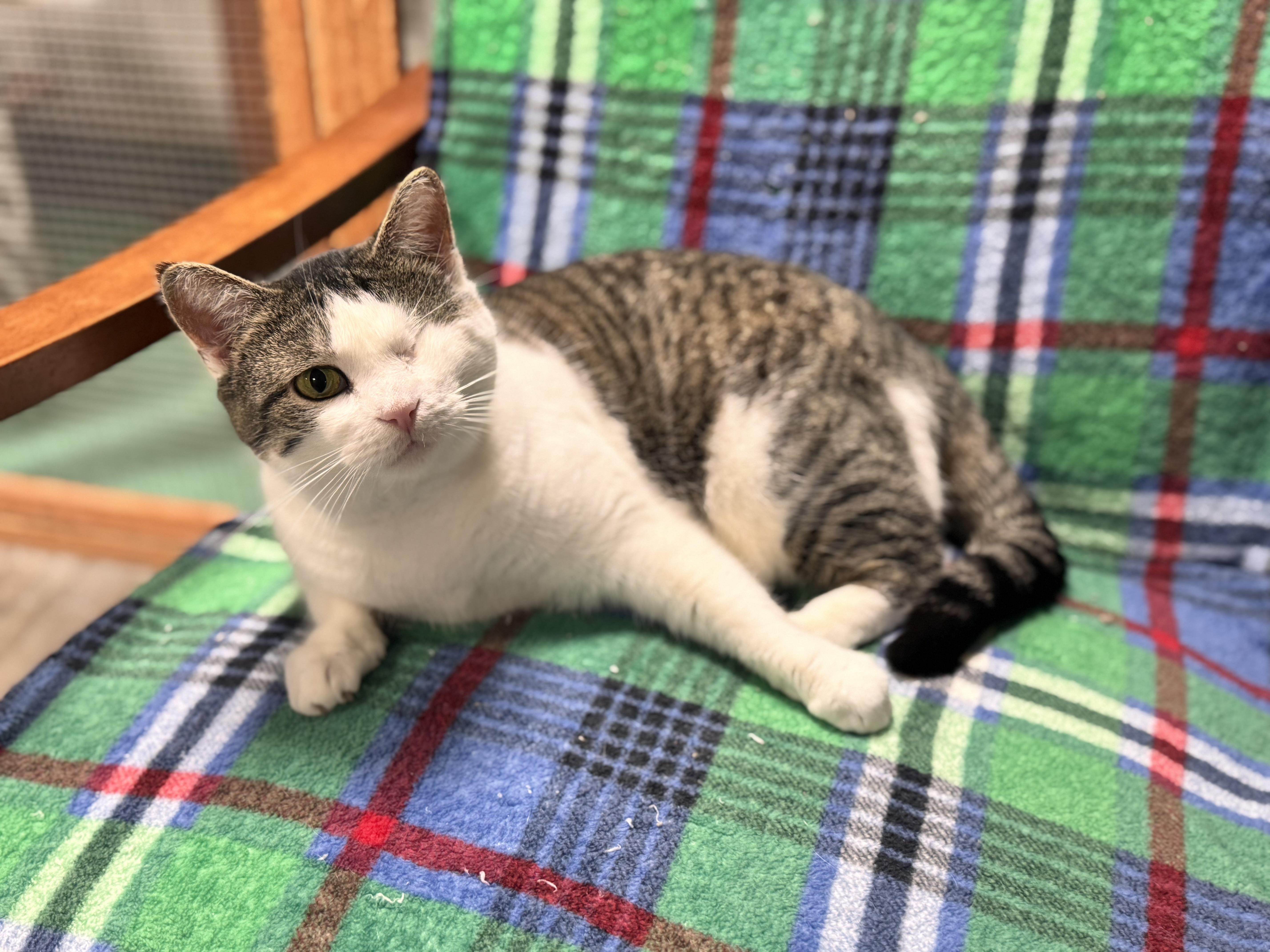 Enlarge Bibi, a ADOPTABLE Domestic Short Hair in Erie, PA image 1/3