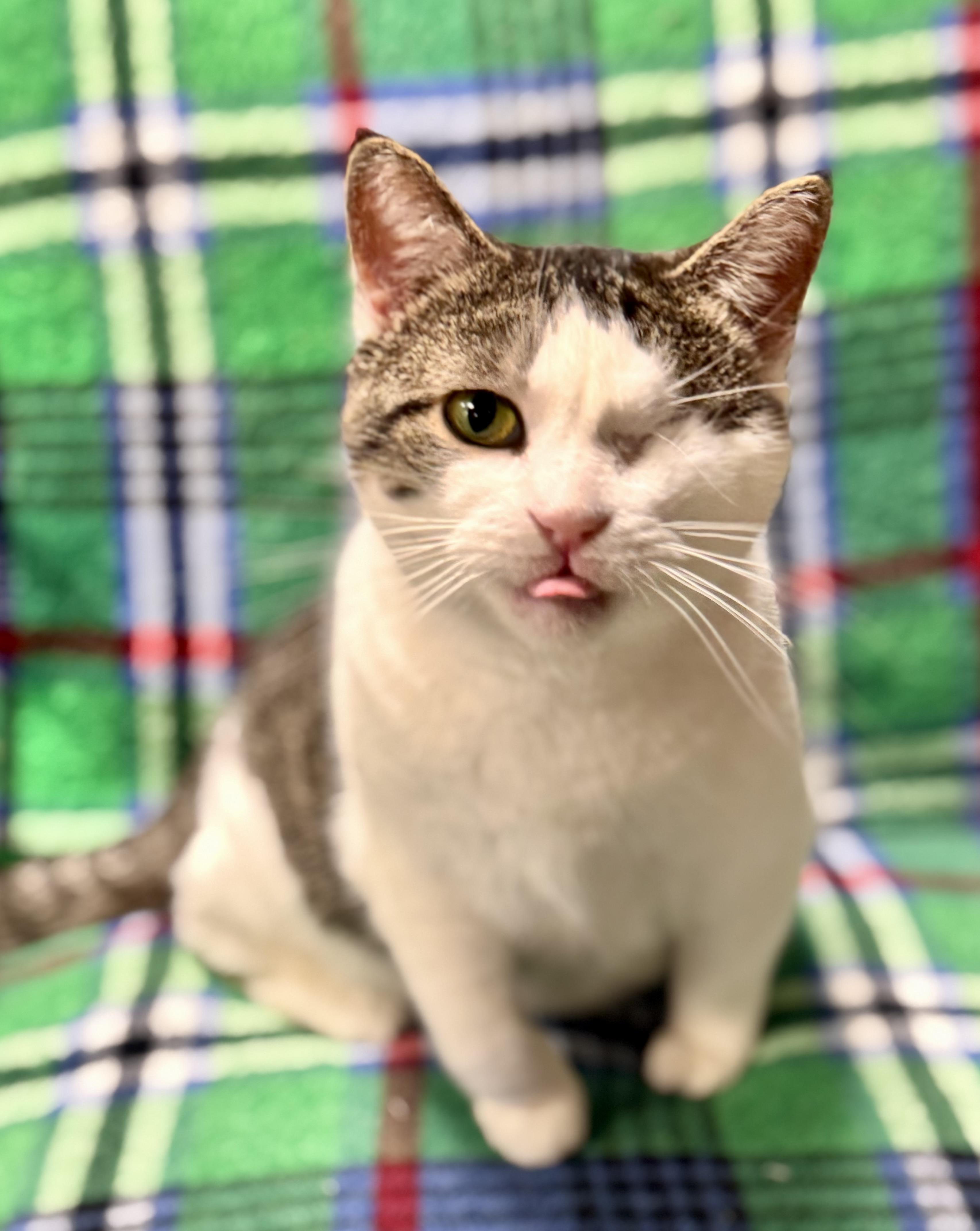 Enlarge Bibi, a ADOPTABLE Domestic Short Hair in Erie, PA image 2/3