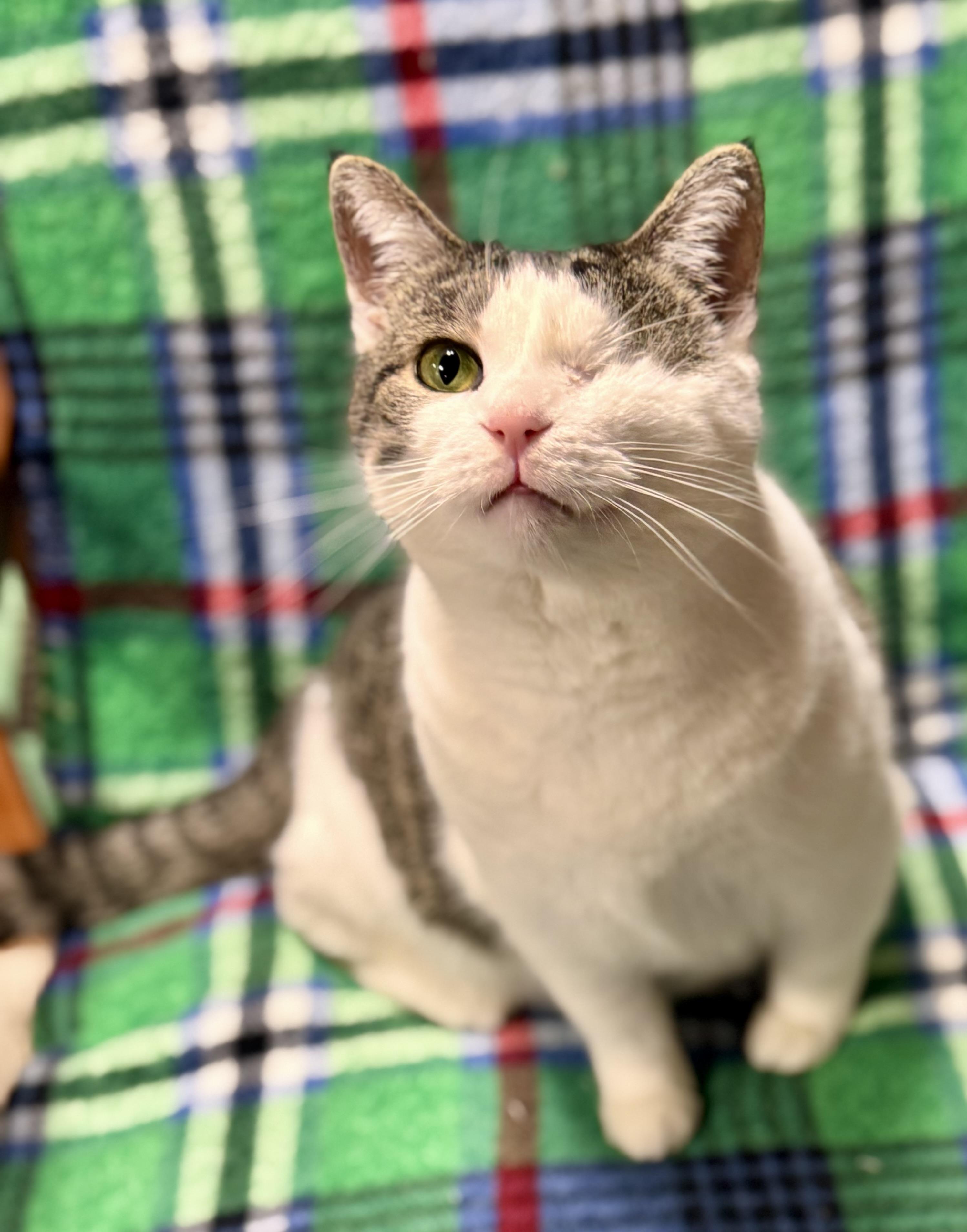 Enlarge Bibi, a ADOPTABLE Domestic Short Hair in Erie, PA image 3/3