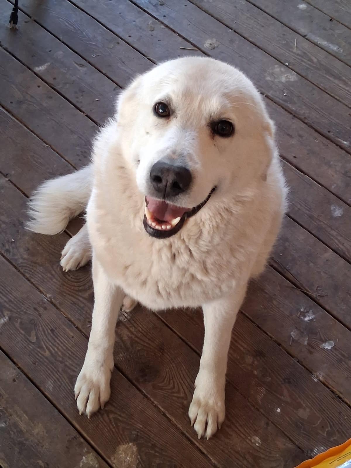 Angel , ADOPTABLE, Adult Female Great Pyrenees & Akbash.