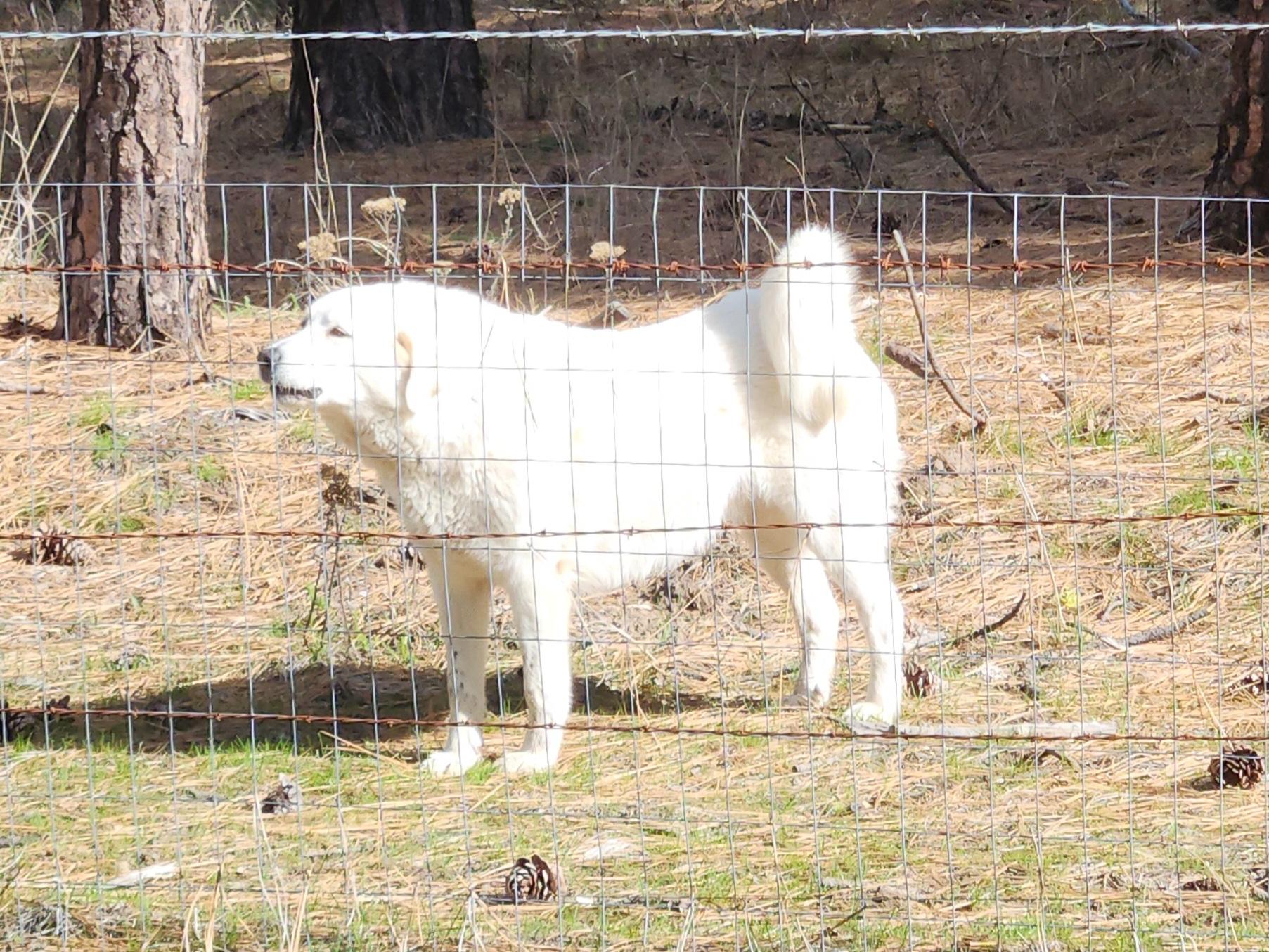 Enlarge Angel , a ADOPTABLE mixed breed in Goldendale, WA image 4/4