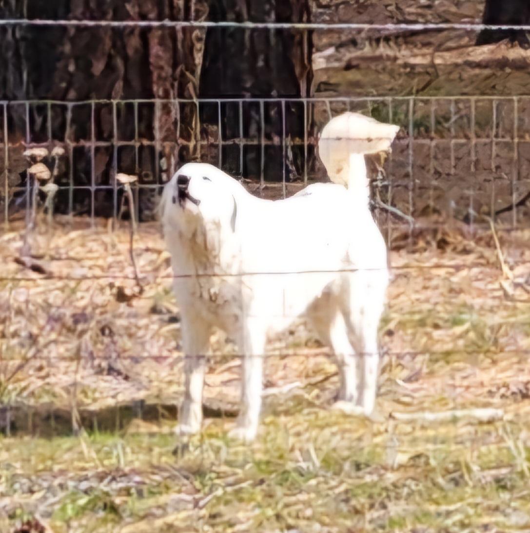 Enlarge Angel , a ADOPTABLE mixed breed in Goldendale, WA image 3/4