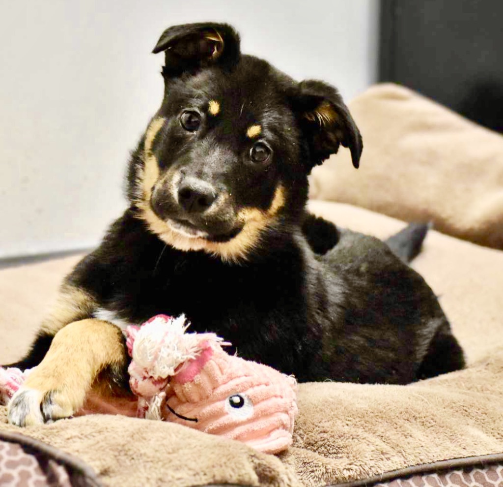 Dog for adoption Walker, a German Shepherd Dog in Edmonton, AB