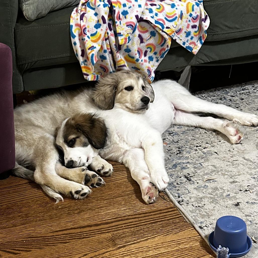 Roberto, Adoptable, Puppy Male Great Pyrenees & Mixed Breed.