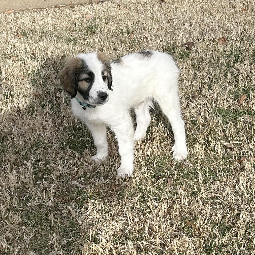 Roberto, Adoptable, Puppy Male Great Pyrenees & Mixed Breed.