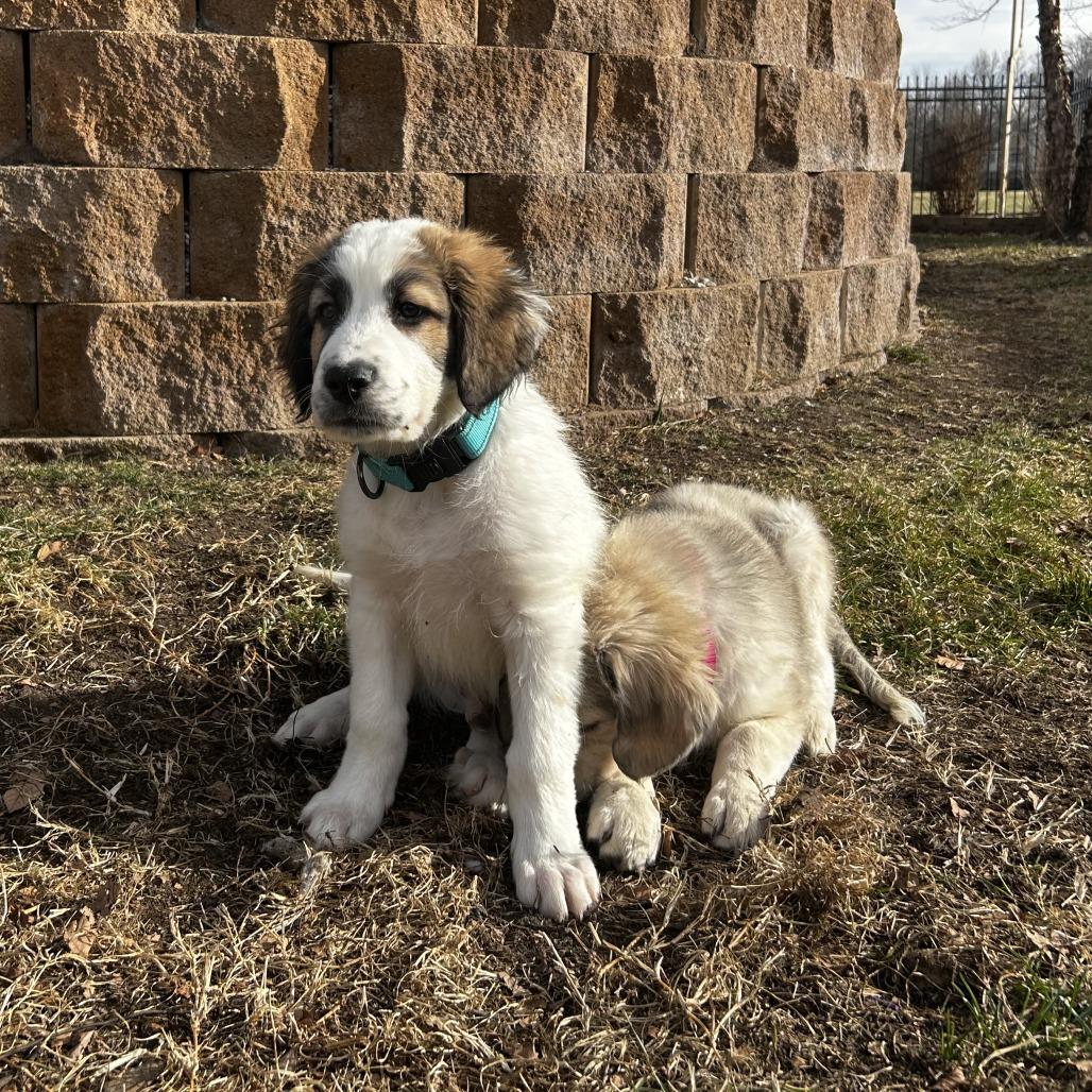 Enlarge Roberto, a Adoptable mixed breed in Wichita, KS image 2/5