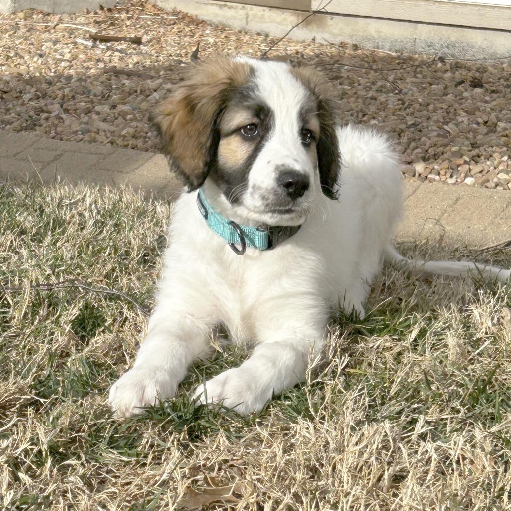 Enlarge Roberto, a Adoptable mixed breed in Wichita, KS image 3/5