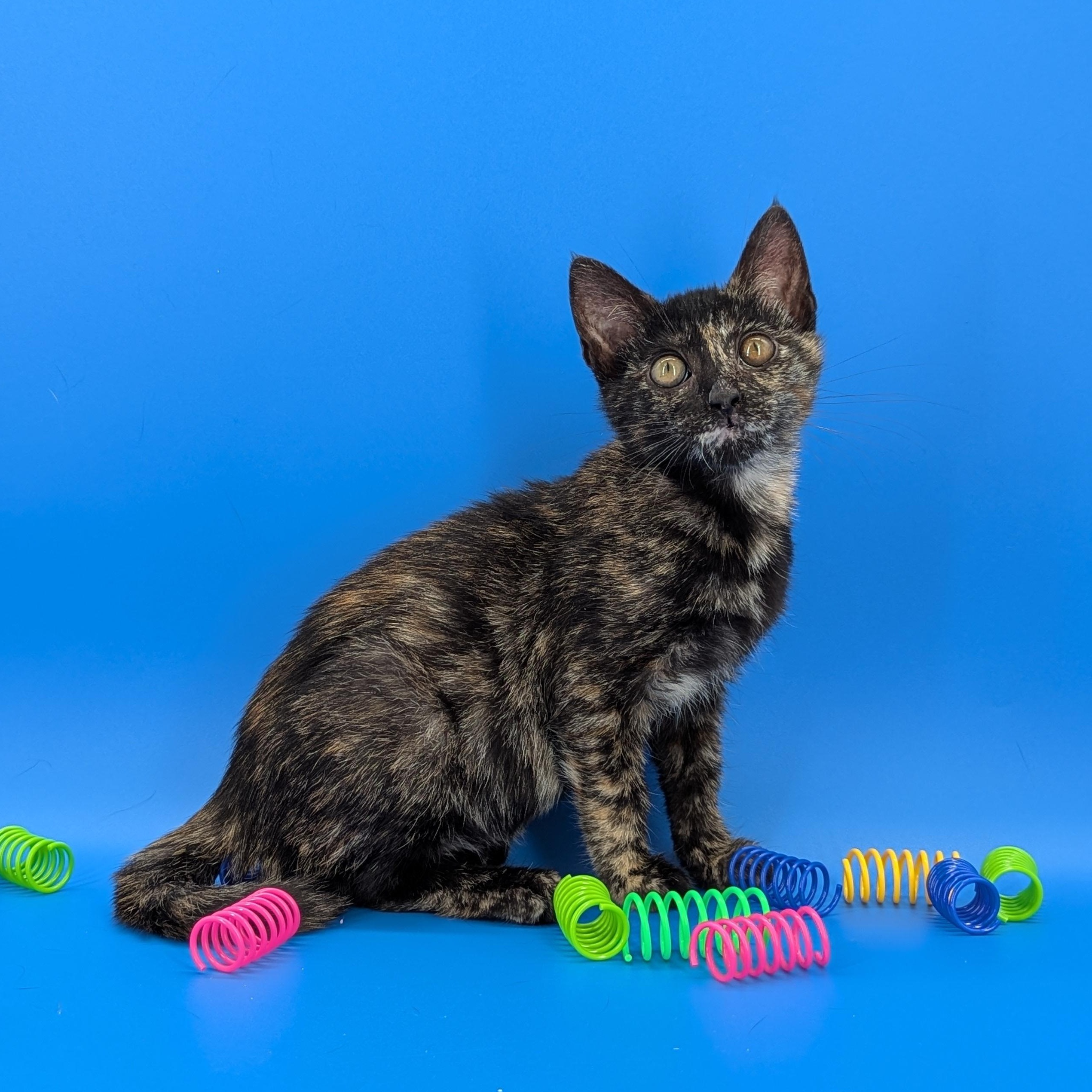 Enlarge Poppy (The Fairy Sprouts), an adopted Tortoiseshell in Atlanta, GA image 6/6