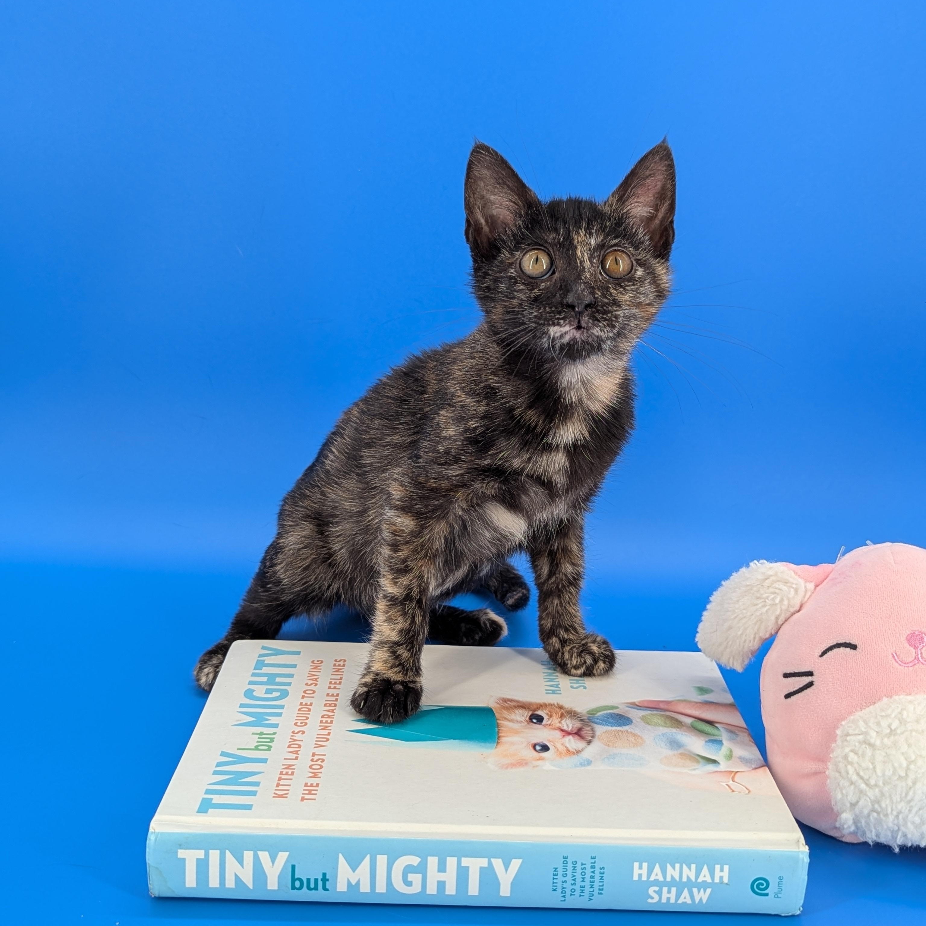 Enlarge Poppy (The Fairy Sprouts), an adopted Tortoiseshell in Atlanta, GA image 1/6