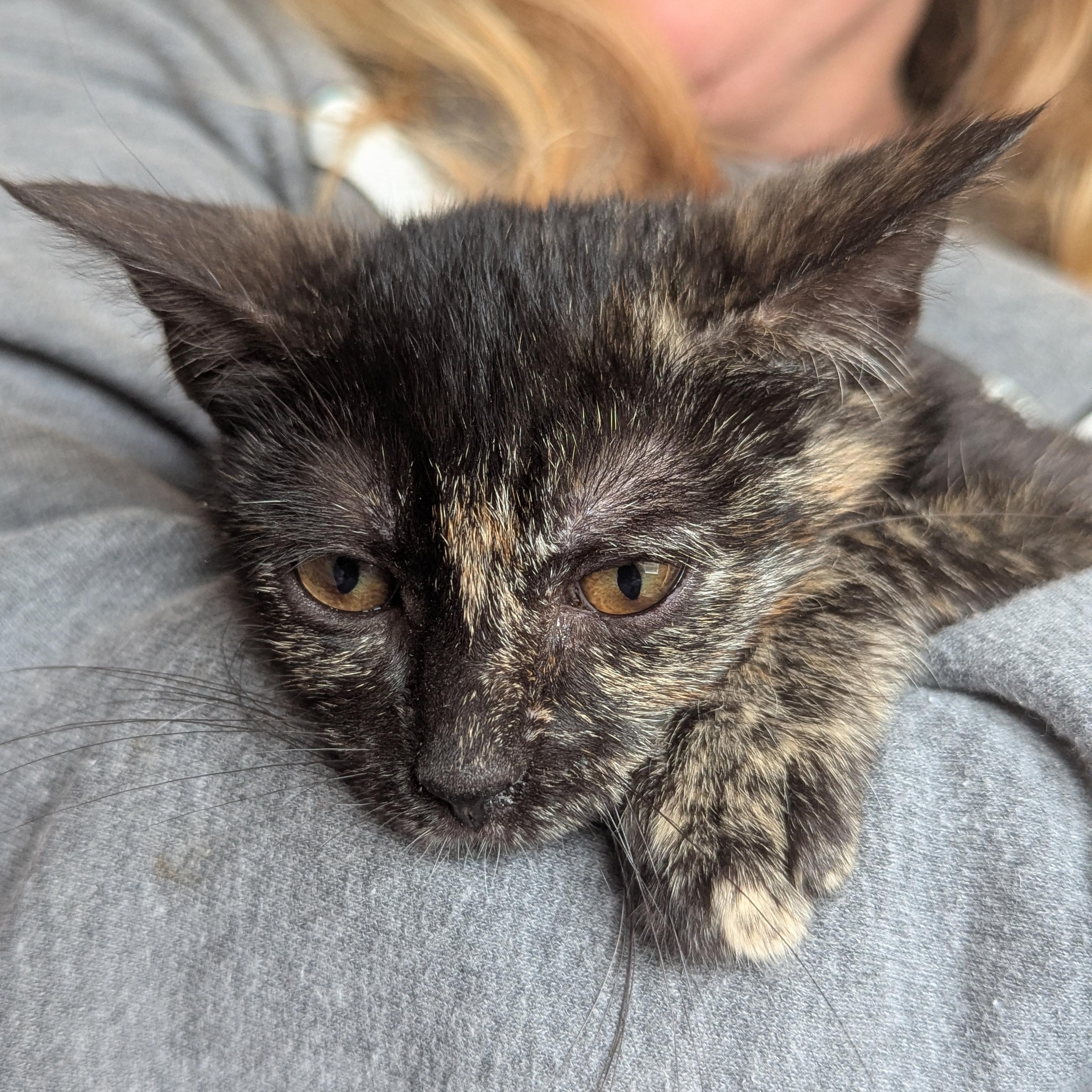 Enlarge Poppy (The Fairy Sprouts), an adopted Tortoiseshell in Atlanta, GA image 5/6