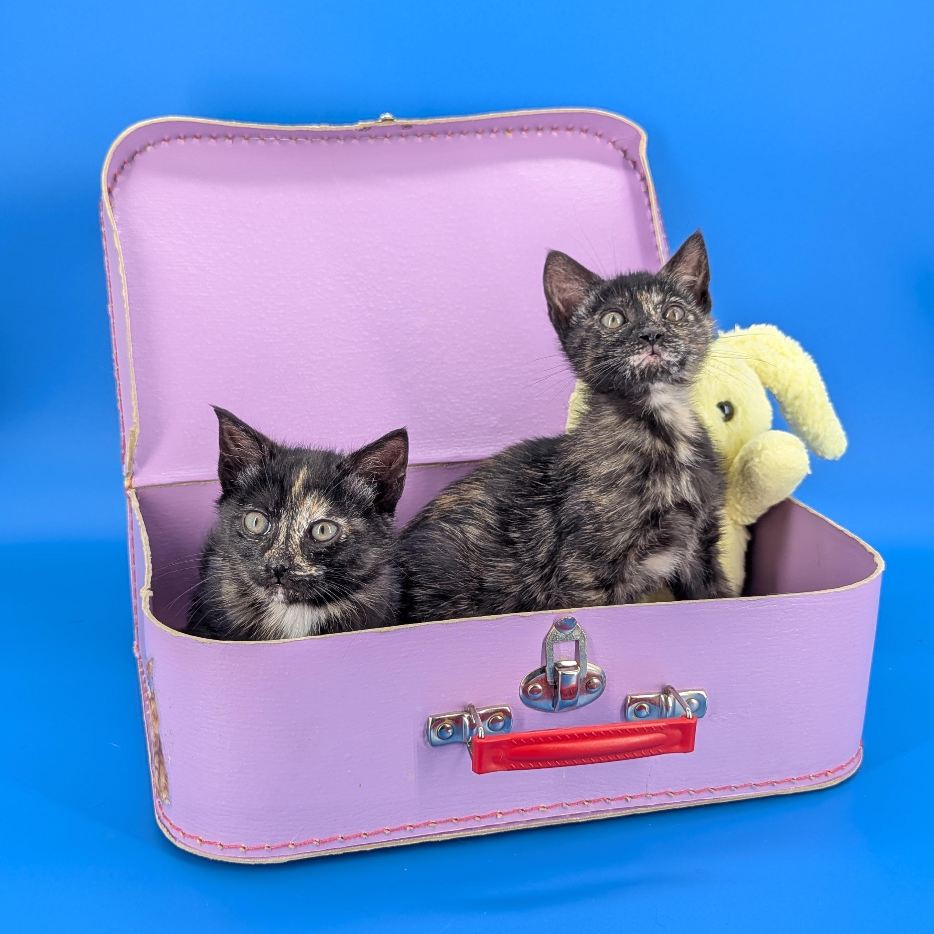 Enlarge Poppy (The Fairy Sprouts), an adopted Tortoiseshell in Atlanta, GA image 3/6