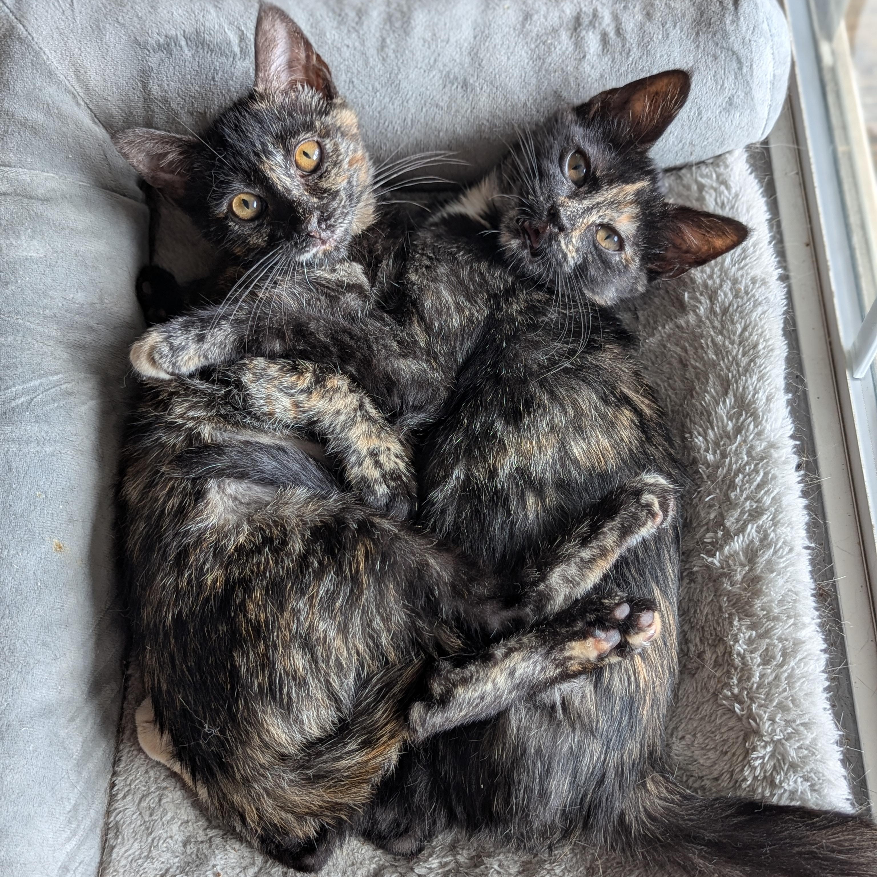 Enlarge Poppy (The Fairy Sprouts), an adopted Tortoiseshell in Atlanta, GA image 4/6