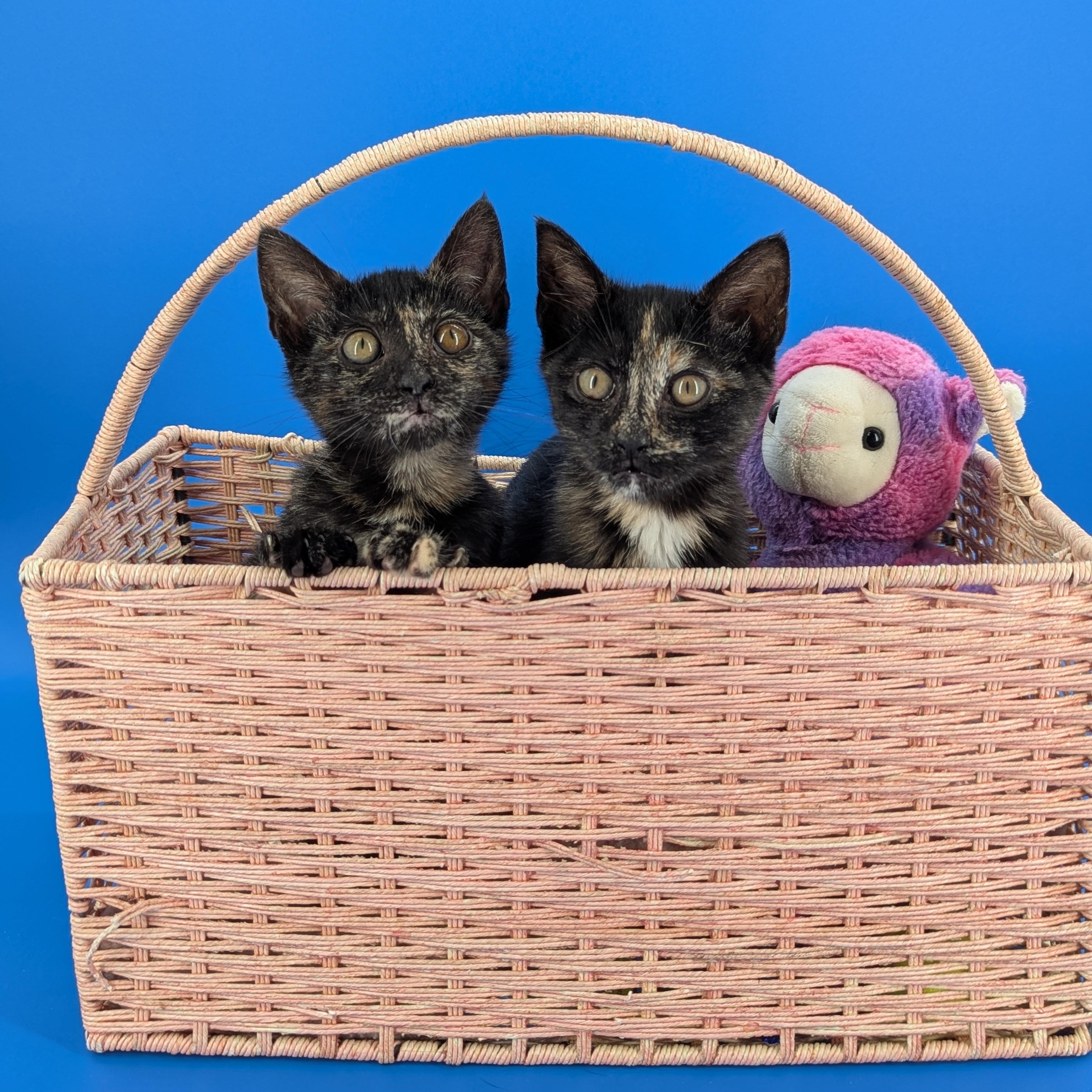 Enlarge Poppy (The Fairy Sprouts), an adopted Tortoiseshell in Atlanta, GA image 2/6