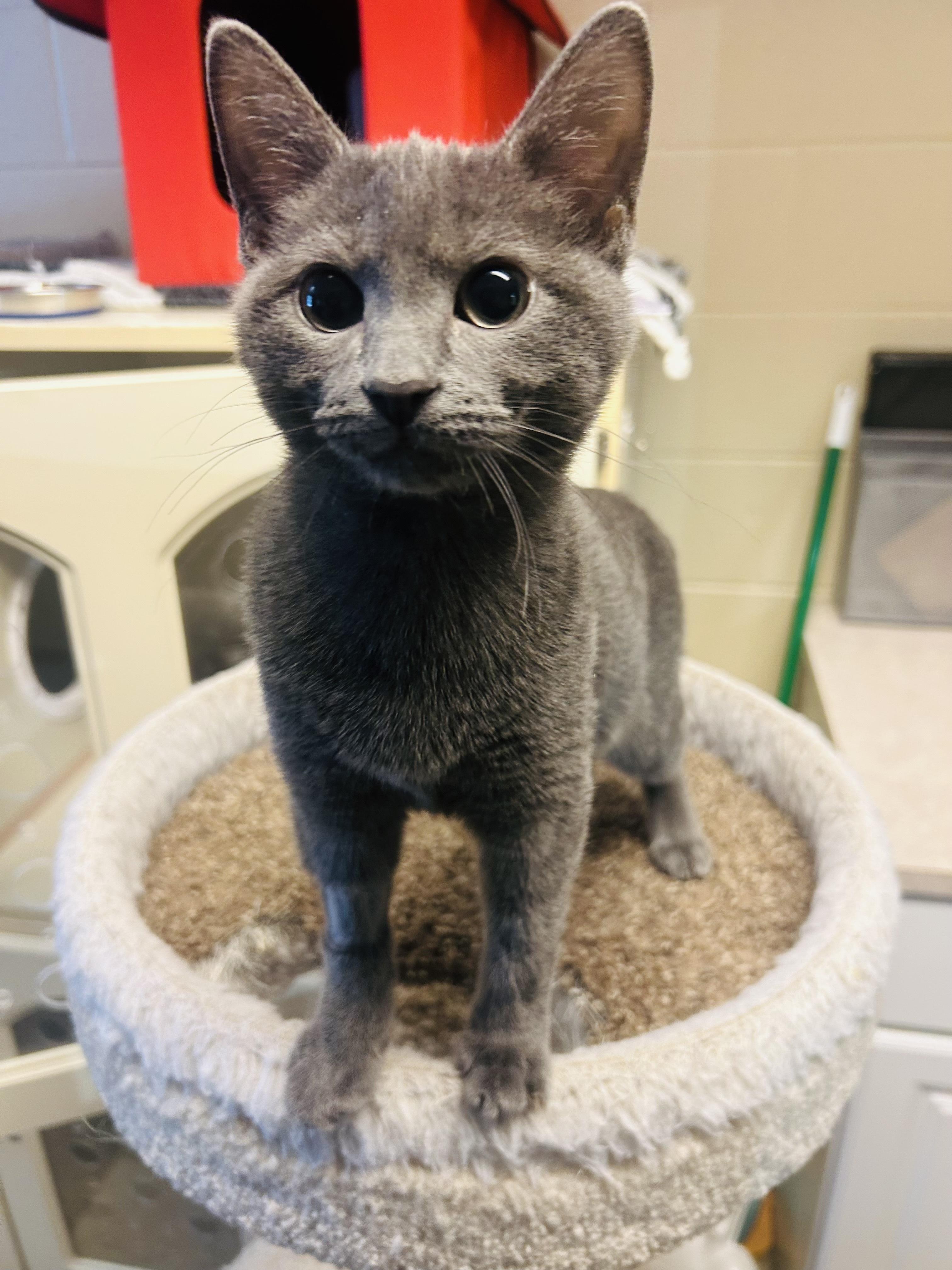 Frankie, ADOPTABLE, Young Female Domestic Short Hair.