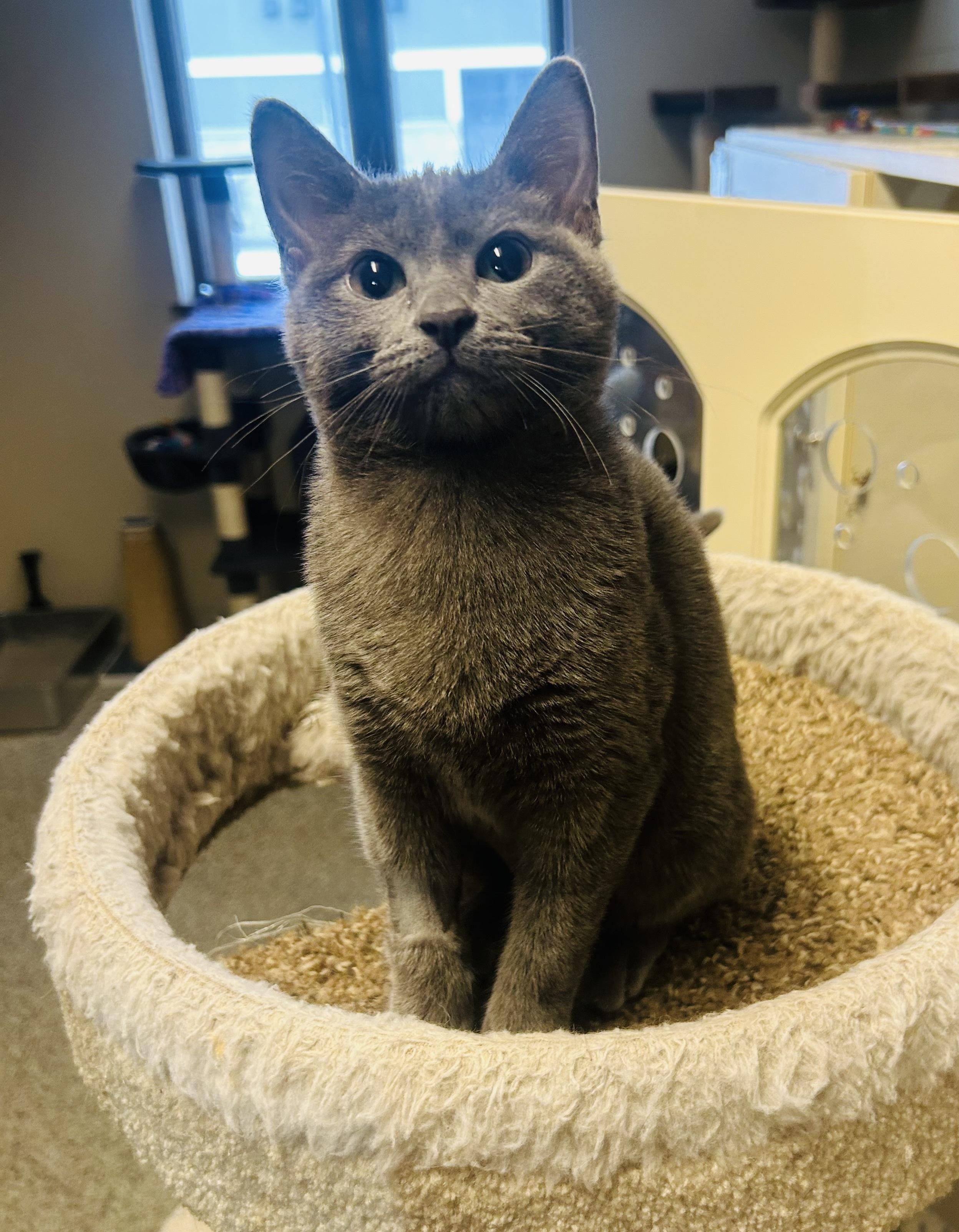 Enlarge Frankie, a ADOPTABLE Domestic Short Hair in Schaumburg, IL image 3/3