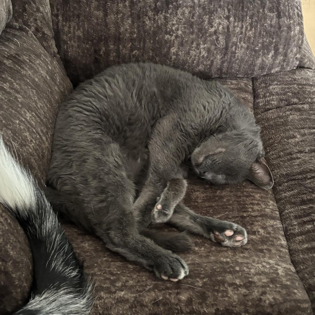 Benedict Cumbercat--In Foster, Adoptable, Senior Male Domestic Short Hair.