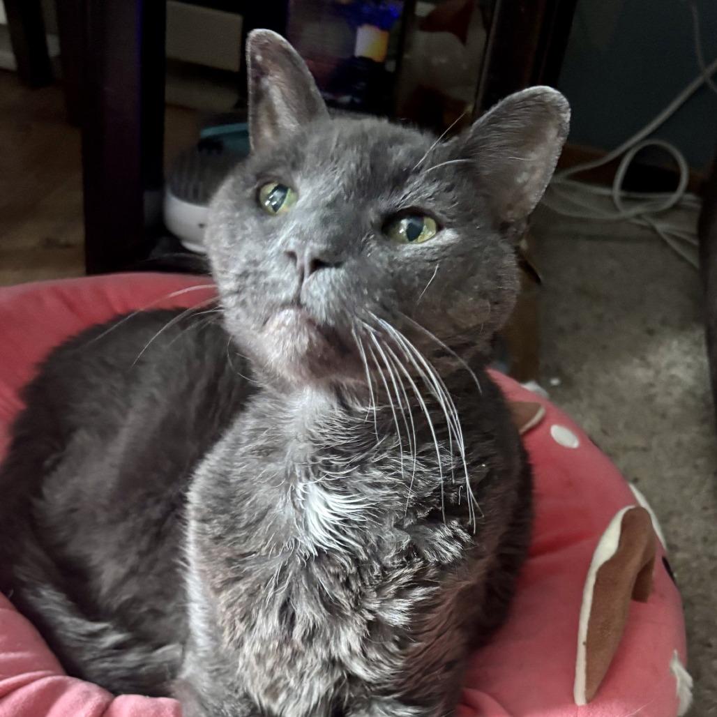 Enlarge Benedict Cumbercat--In Foster, a Adoptable Domestic Short Hair in Fargo, ND image 2/4