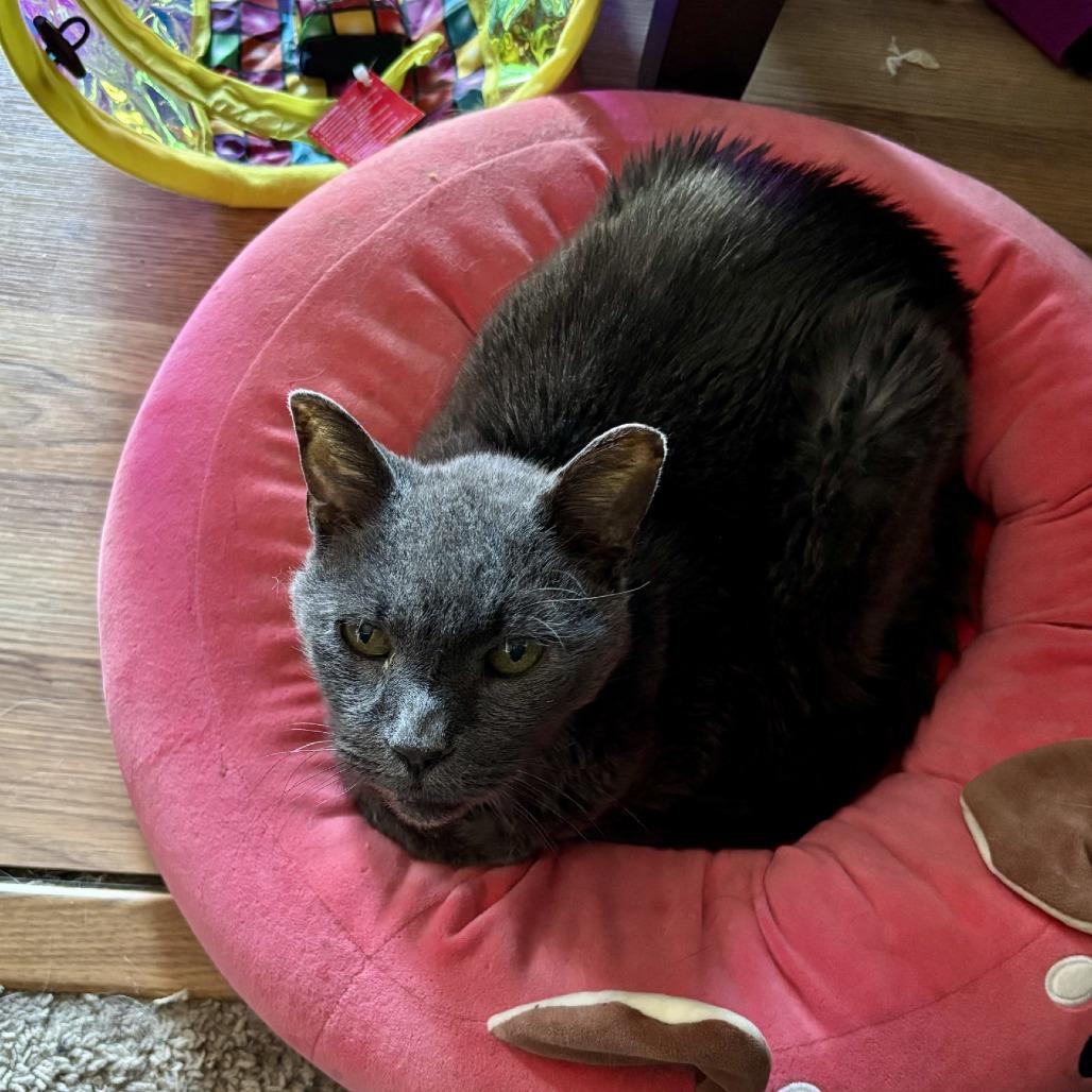 Enlarge Benedict Cumbercat--In Foster, a Adoptable Domestic Short Hair in Fargo, ND image 3/4