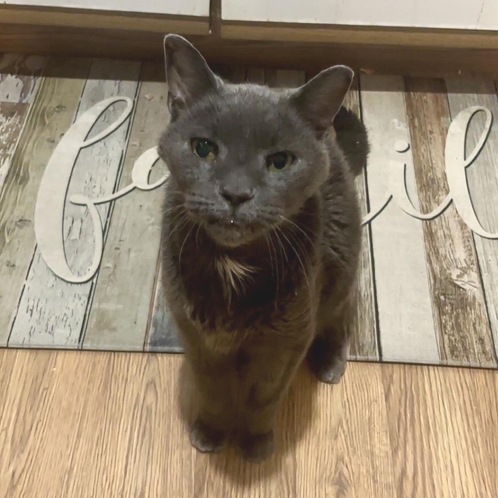 Enlarge Benedict Cumbercat--In Foster, a Adoptable Domestic Short Hair in Fargo, ND image 4/4