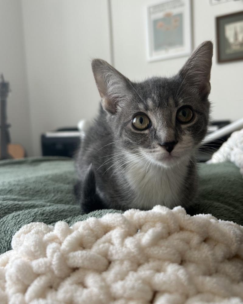 Enlarge Eira, a Adoptable mixed breed in Nashville, TN image 2/3