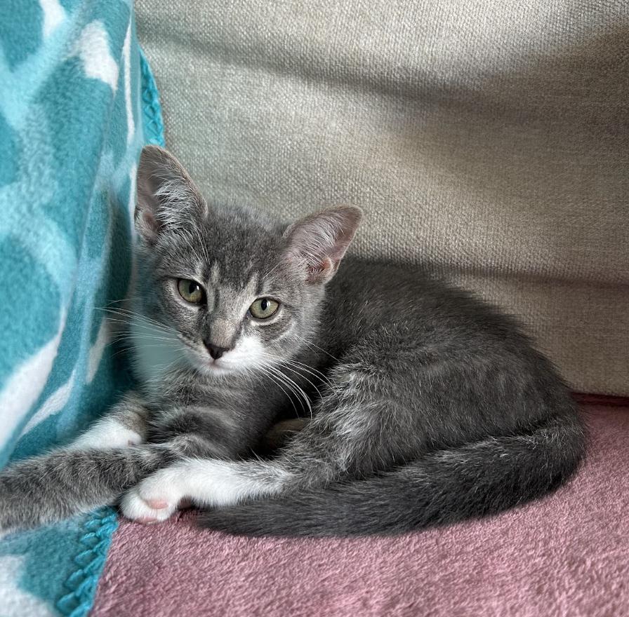 Eira, Adoptable, Kitten Female Domestic Short Hair.