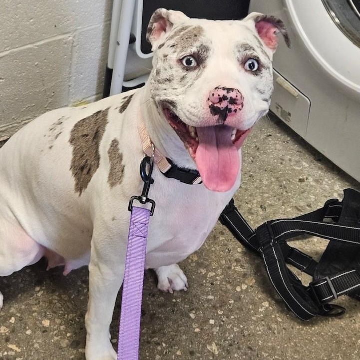 Enlarge Trixie, a ADOPTABLE mixed breed in Windsor, CT image 1/3