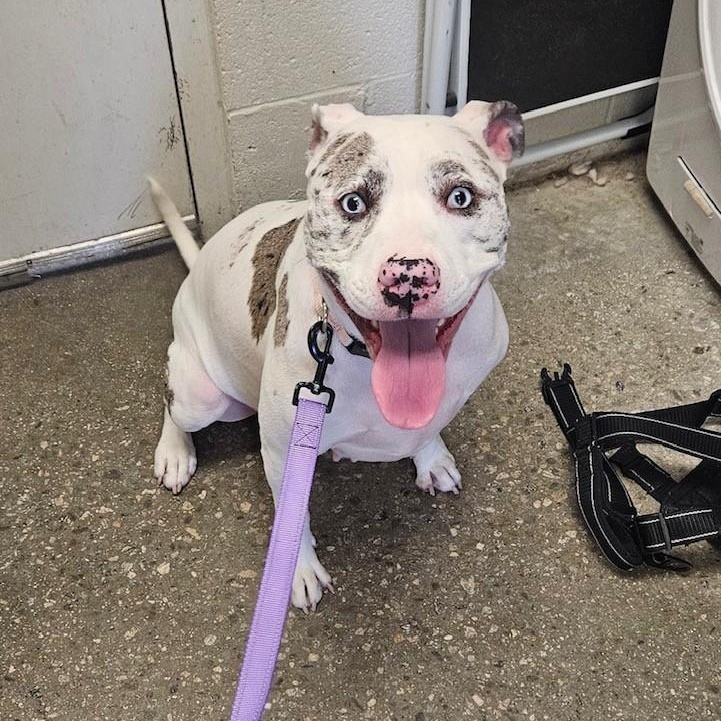 Enlarge Trixie, a ADOPTABLE mixed breed in Windsor, CT image 2/3