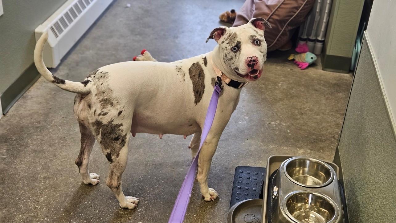 Enlarge Trixie, a ADOPTABLE mixed breed in Windsor, CT image 3/3