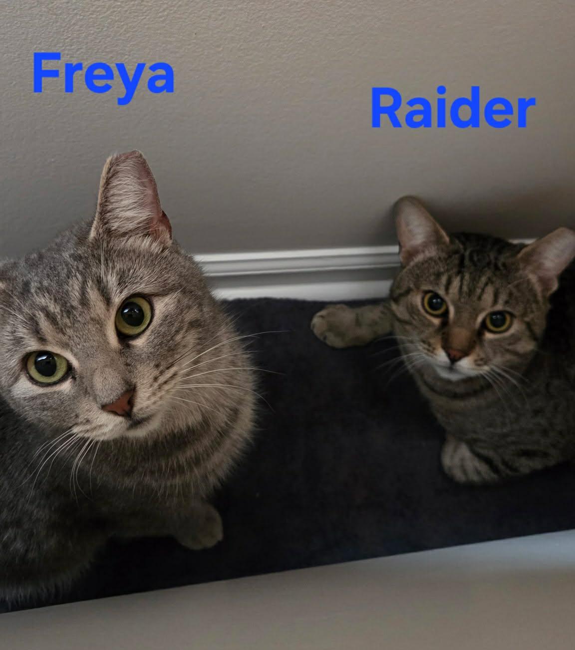 Freya, a ADOPTABLE Domestic Short Hair in Springfield, PA image 2/2