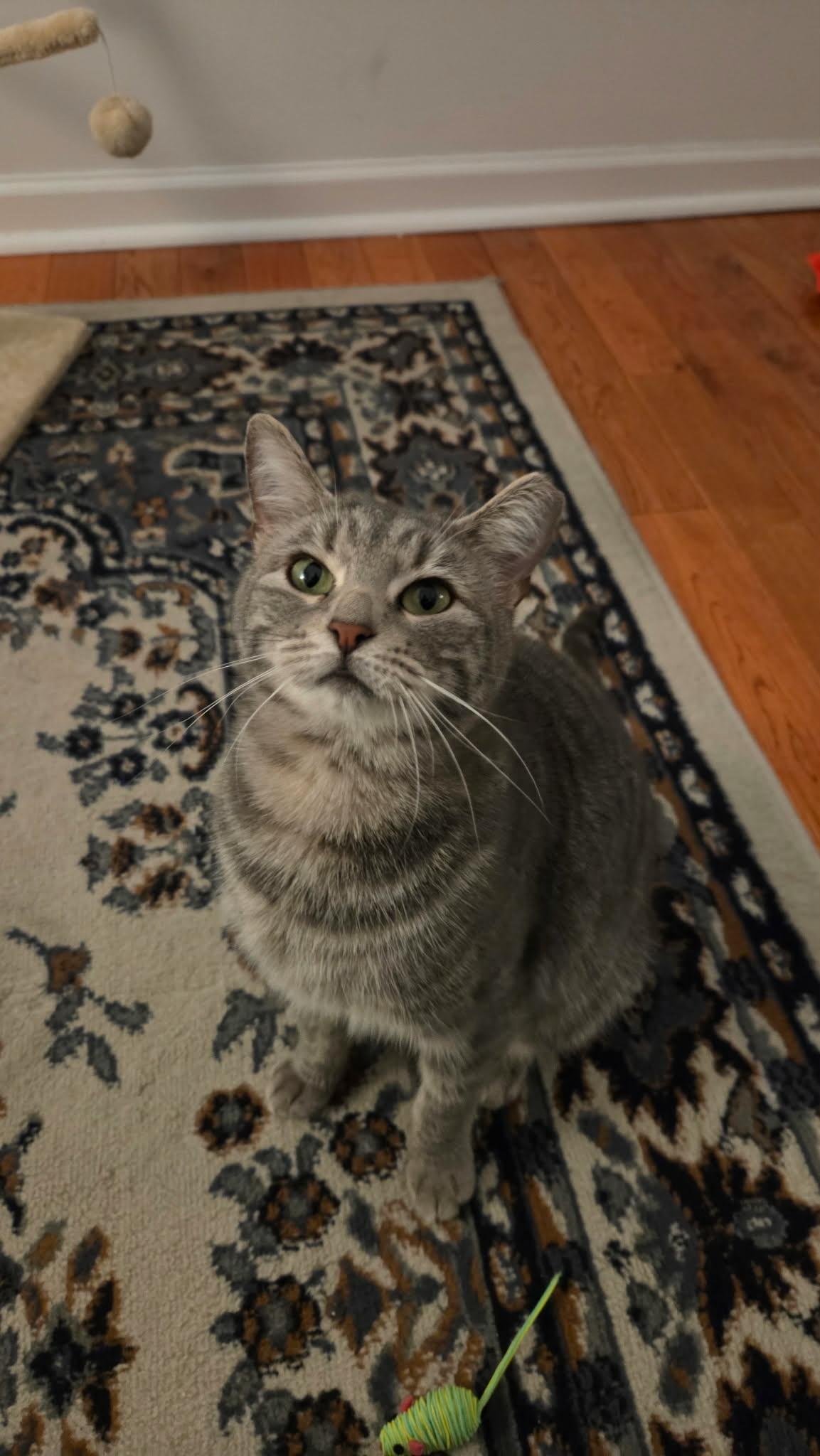 Freya, a ADOPTABLE Domestic Short Hair in Springfield, PA image 1/2