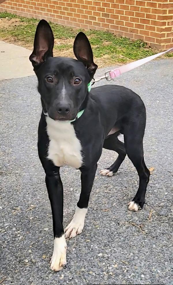 Enlarge Koda, a Adoptable mixed breed in Millersville, MD image 1/5