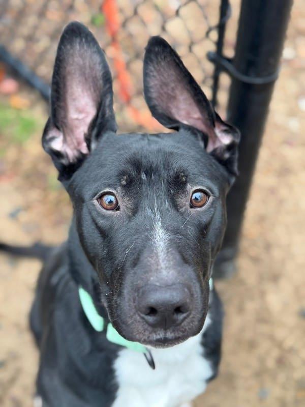 Enlarge Koda, a Adoptable mixed breed in Millersville, MD image 2/5