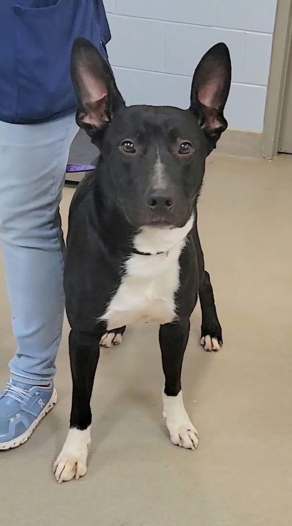 Enlarge Koda, a Adoptable mixed breed in Millersville, MD image 3/5