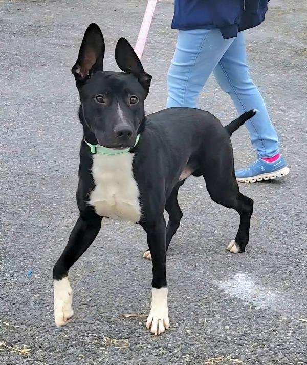 Enlarge Koda, a Adoptable mixed breed in Millersville, MD image 4/5