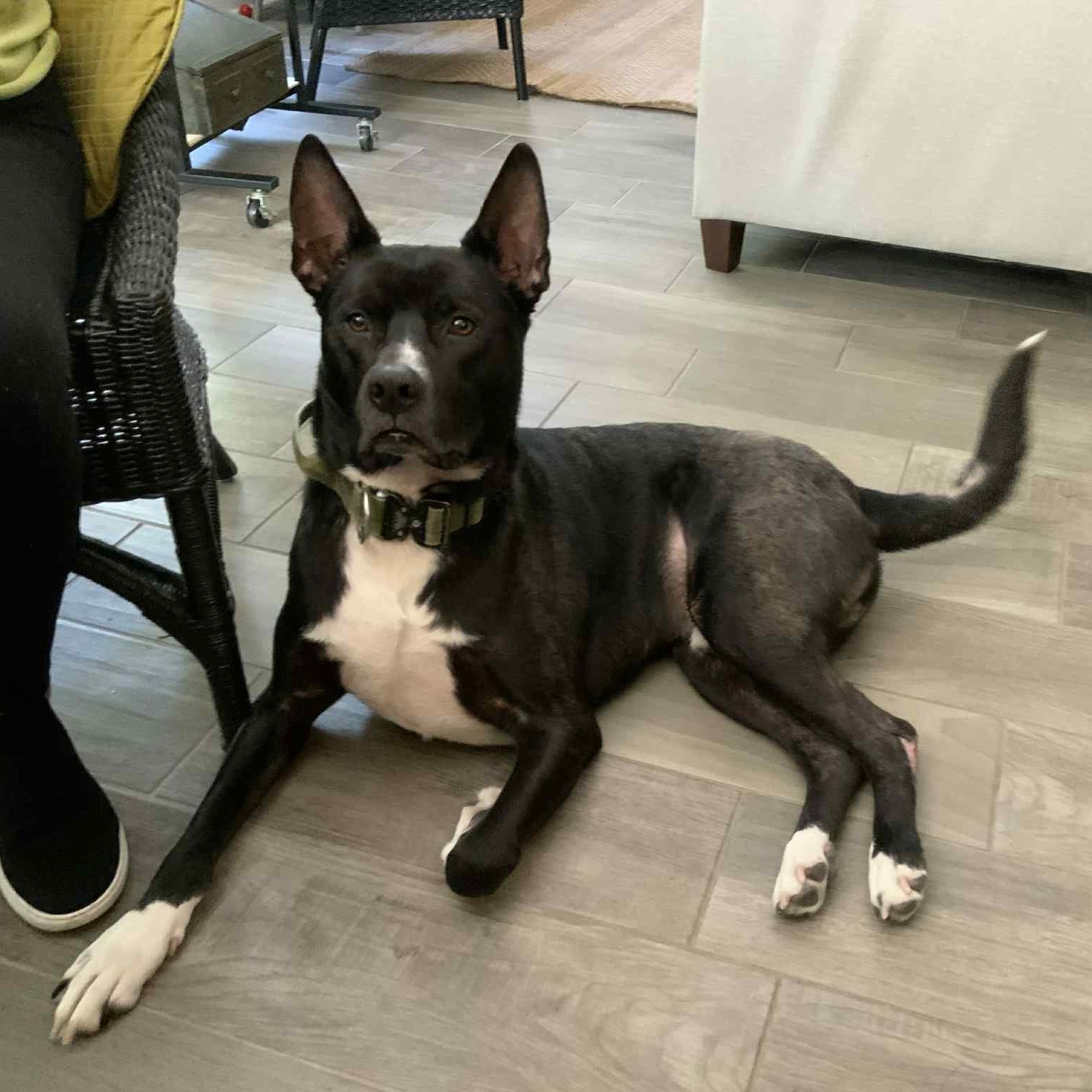 Kodiak - in foster home