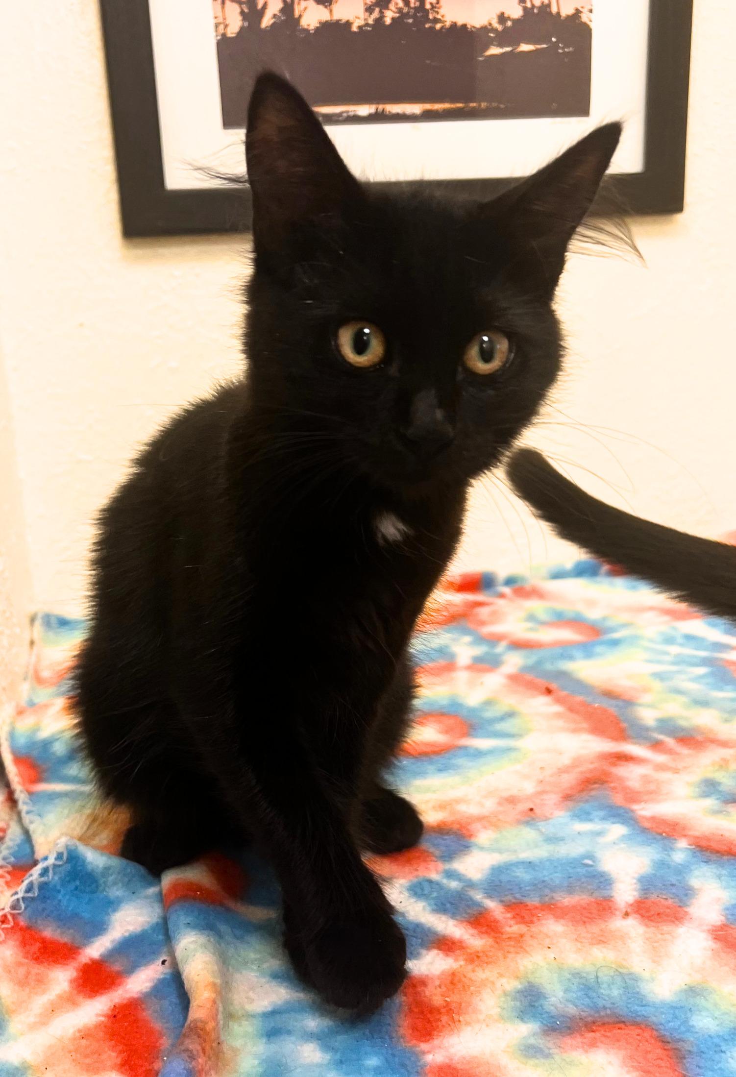 Enlarge Iggy, a dangerously cute cat-monkey (bonded sister, Katrina), a Adoptable mixed breed in The Dalles, OR image 2/2