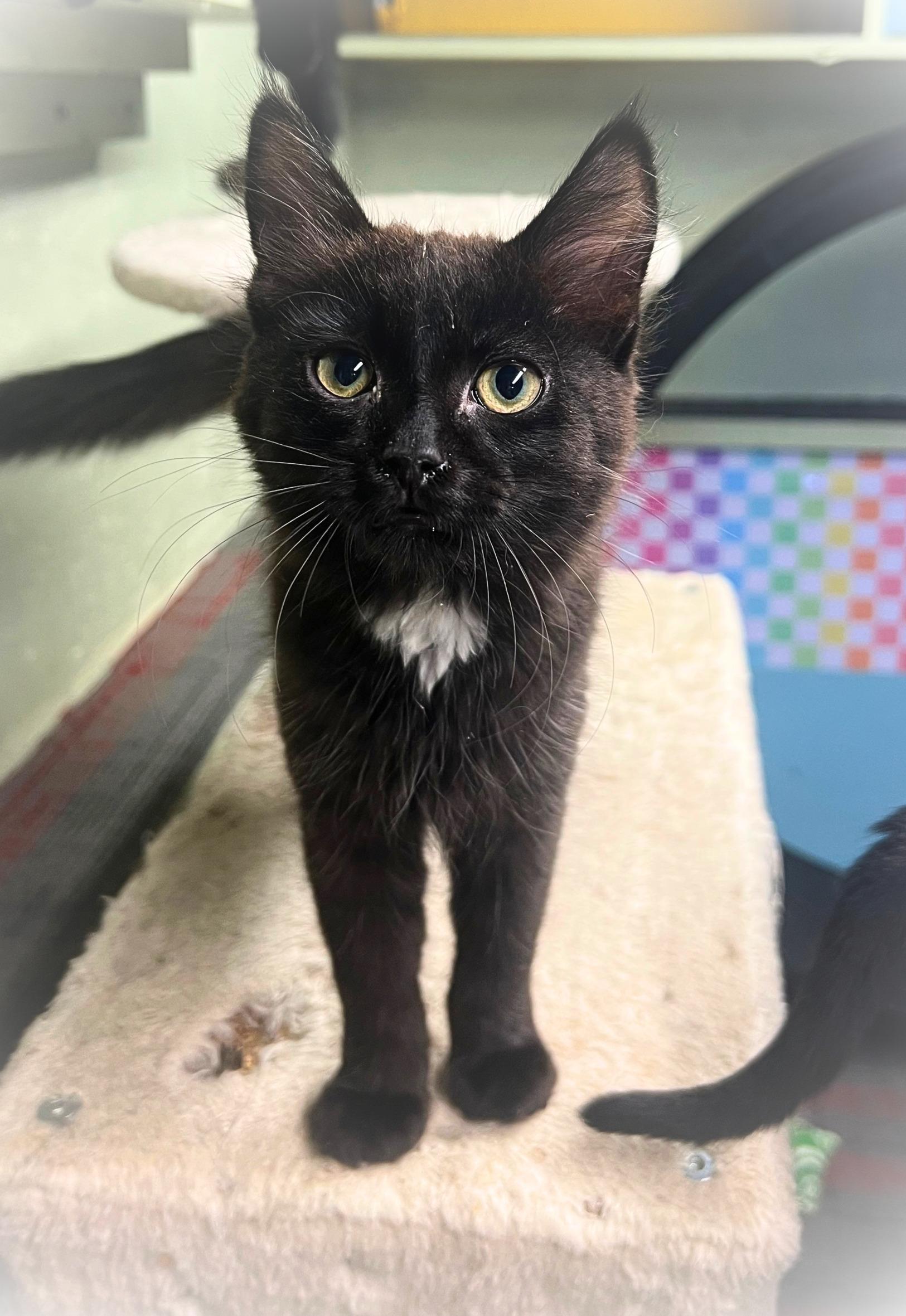 Iggy, a dangerously cute cat-monkey (bonded sister, Katrina), Adoptable, Kitten Female Norwegian Forest Cat & Domestic Medium Hair.