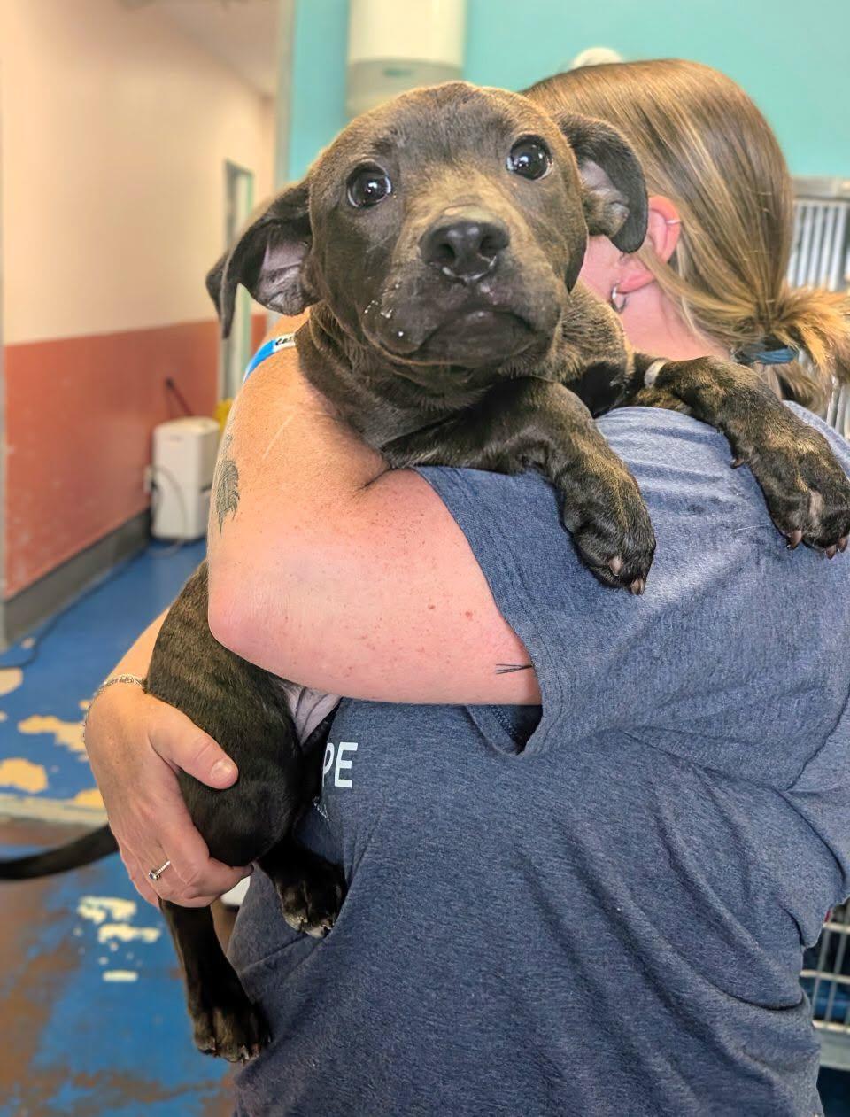 Dorothy, Adoptable, Puppy Female Pit Bull Terrier.