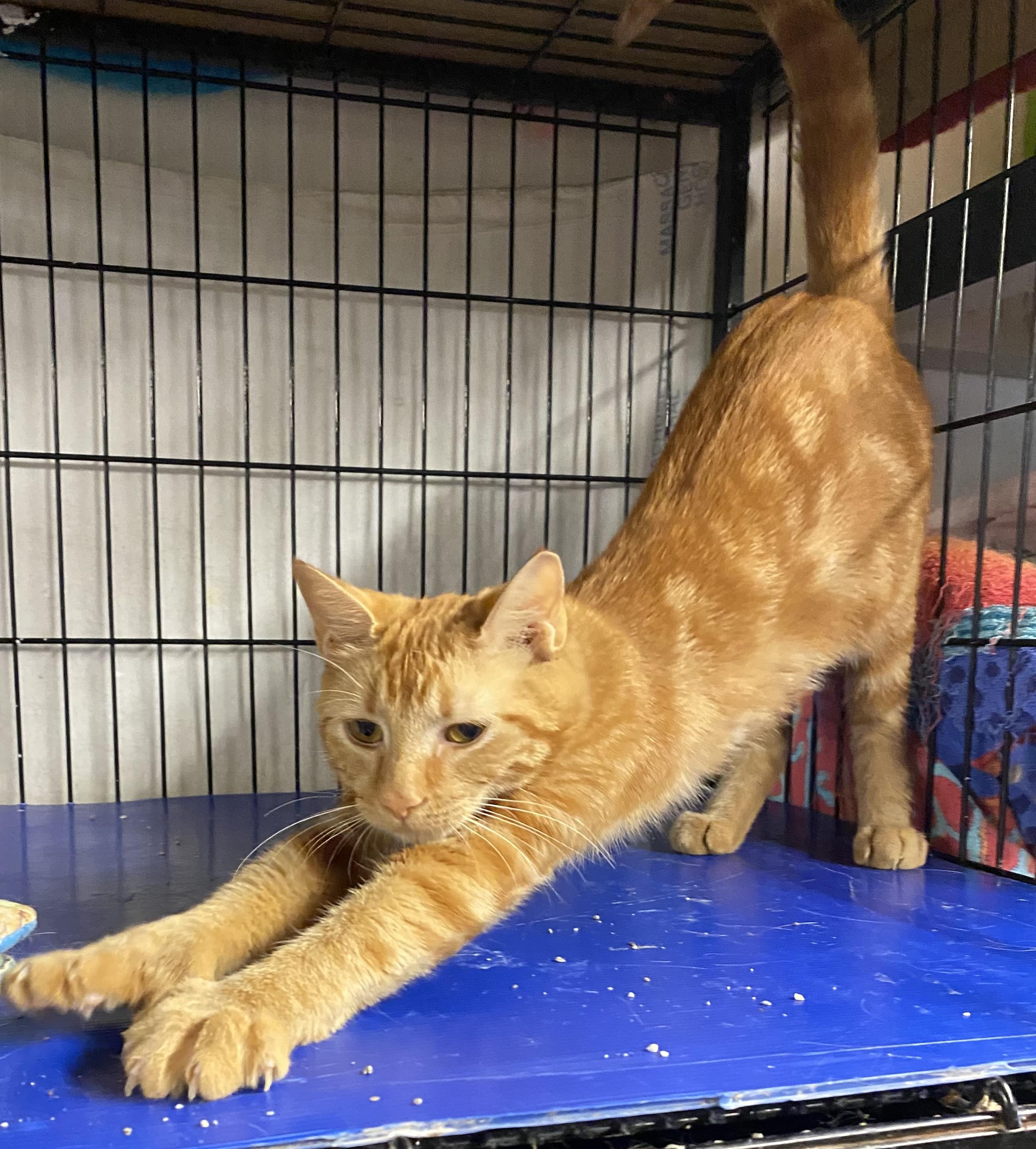 Lulu, an adoptable mixed breed in Salem, NH image 3/3