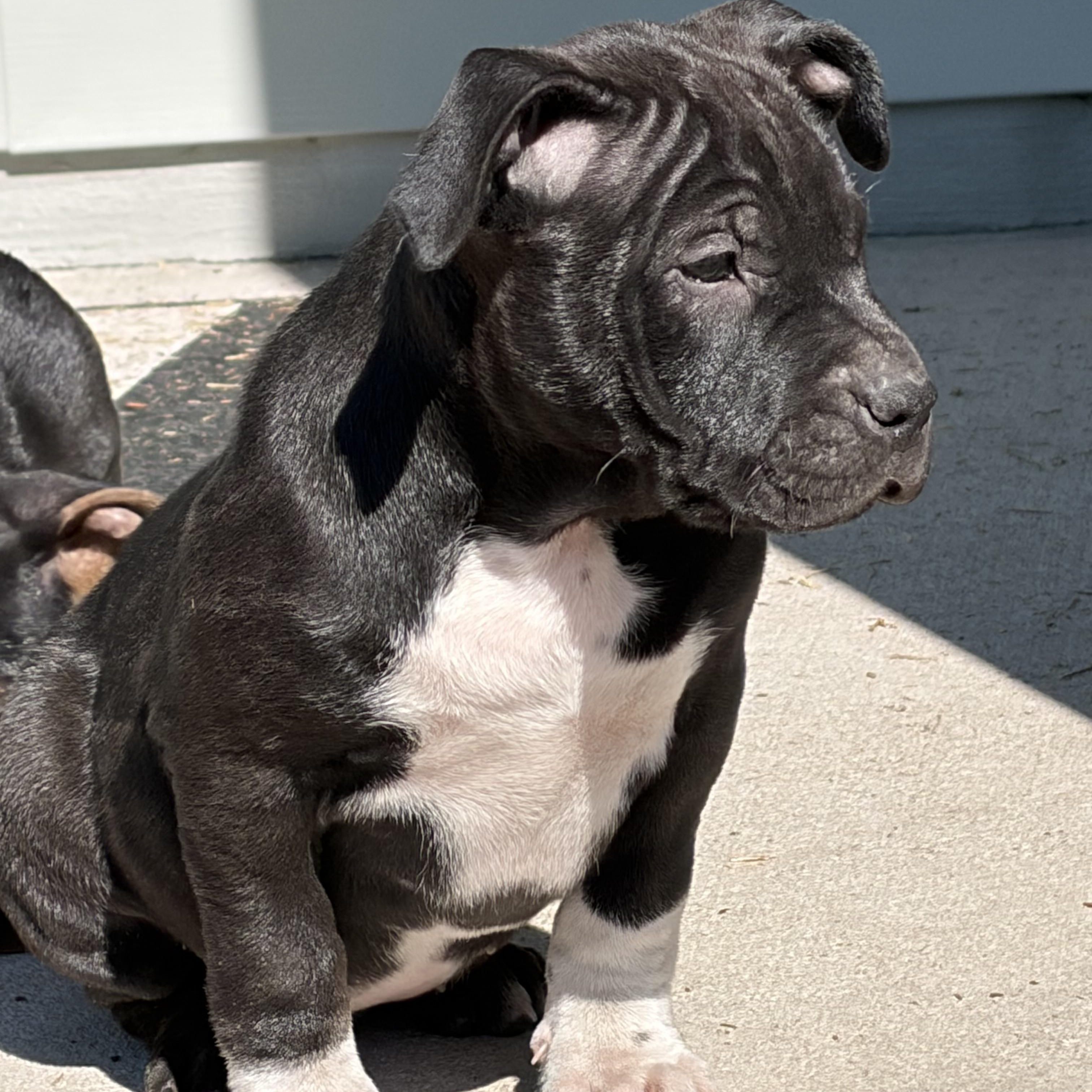 Enlarge Mulan, a ADOPTABLE mixed breed in Calabash, NC image 2/2