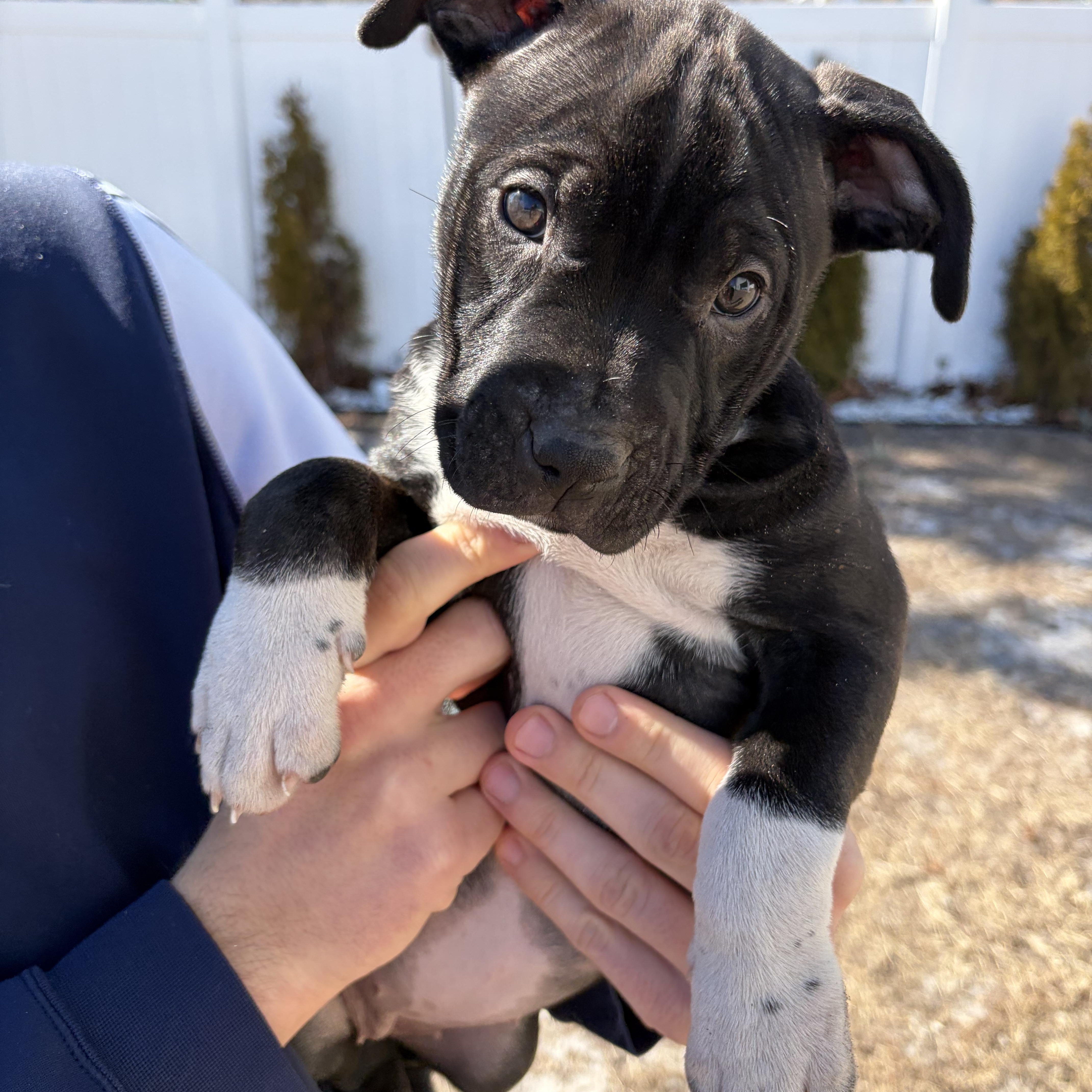 Mulan, ADOPTABLE, Young Female Pit Bull Terrier.