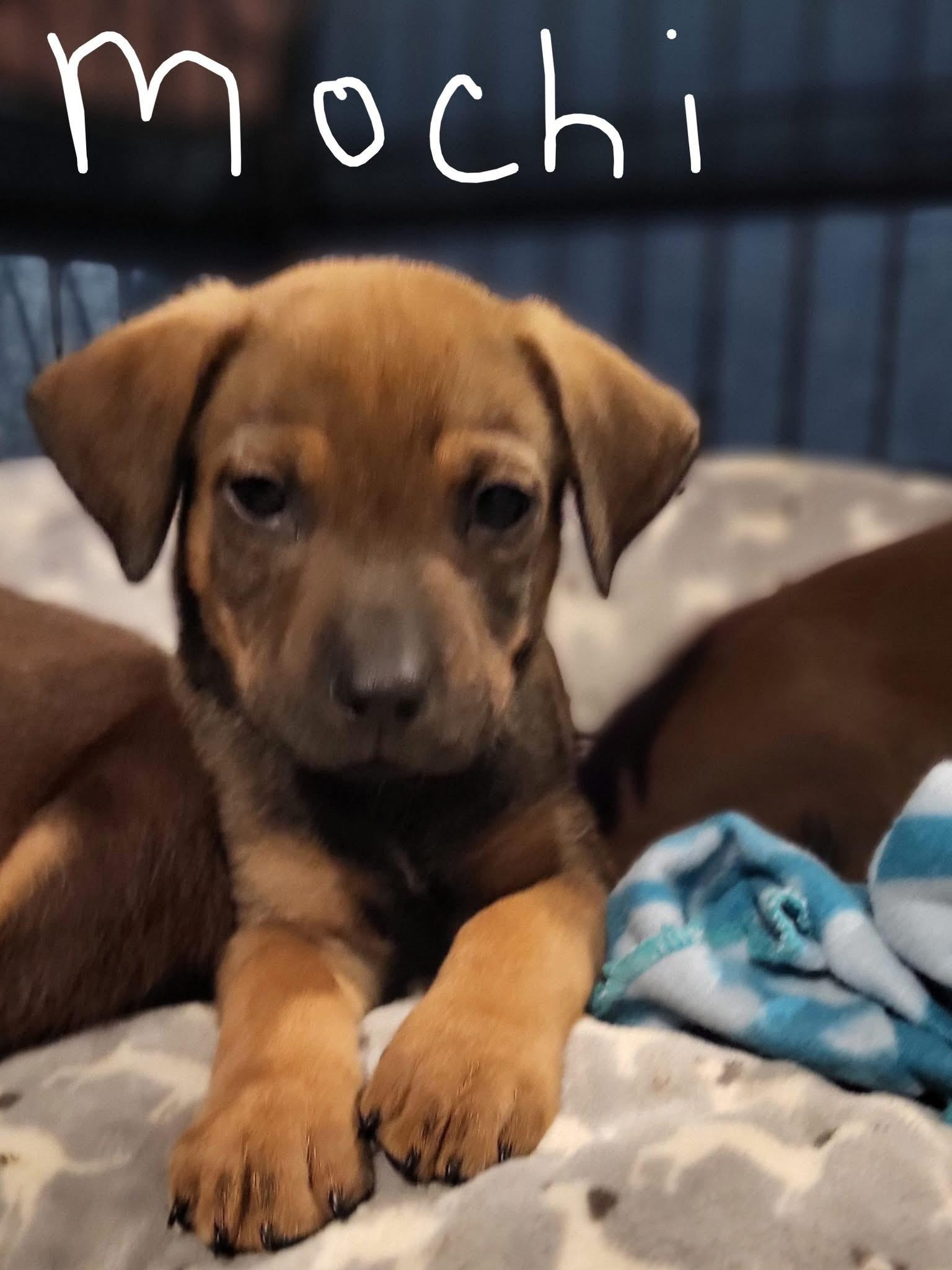 Mochi, Adoptable, Puppy Male Black Mouth Cur.