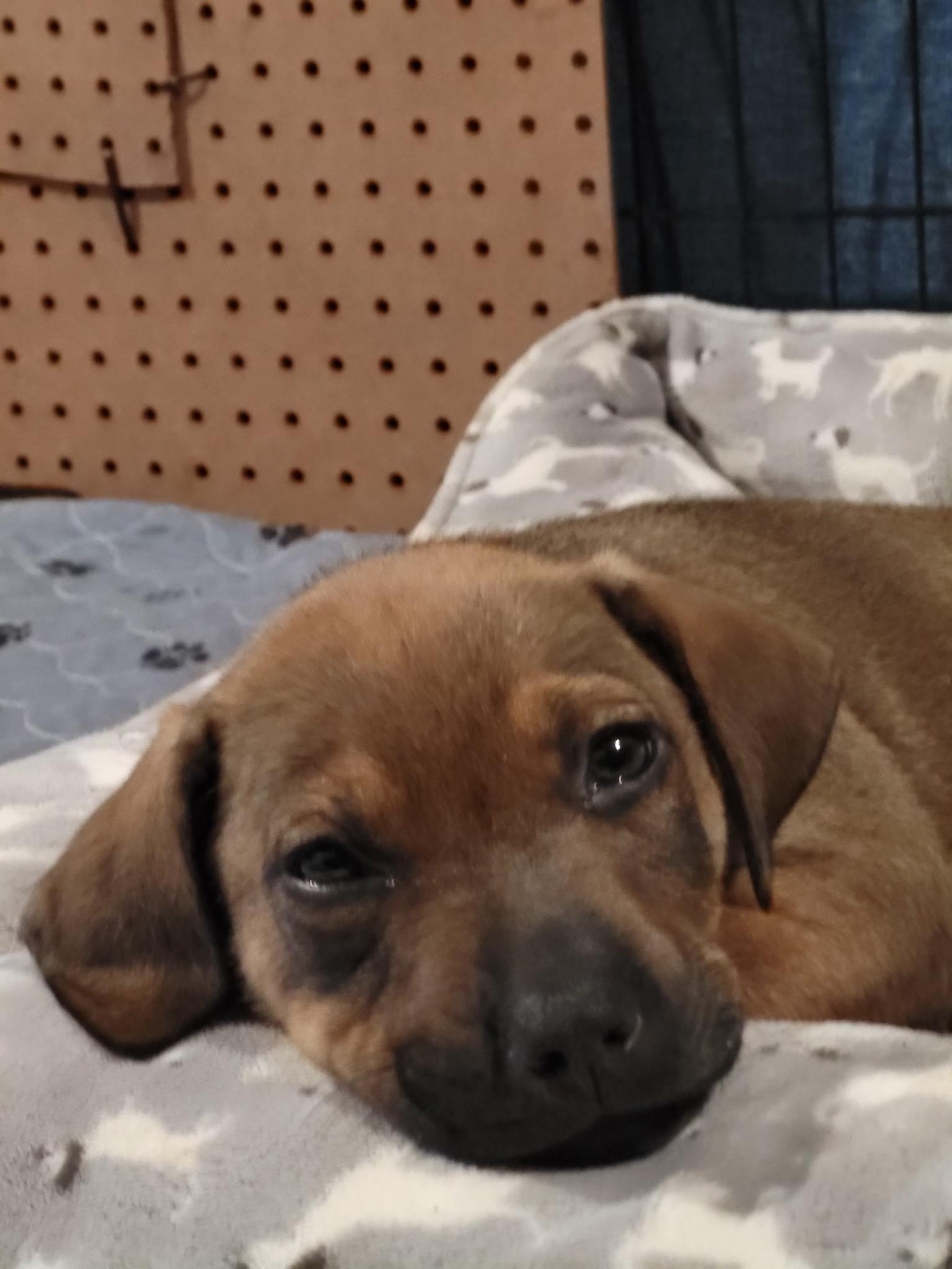 Enlarge Mochi, a Adoptable Black Mouth Cur in Berlin, NJ image 2/3