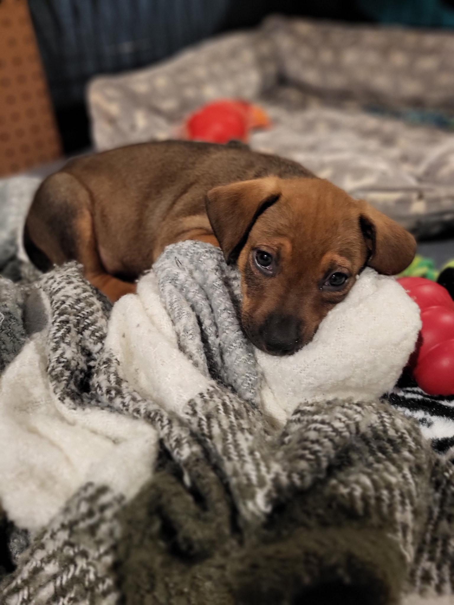 Enlarge Mochi, a Adoptable Black Mouth Cur in Berlin, NJ image 3/3