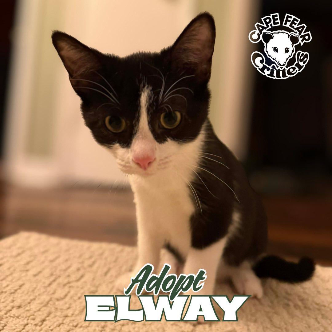 Enlarge Elway, a ADOPTABLE Domestic Short Hair in Wilmington, NC image 1/1